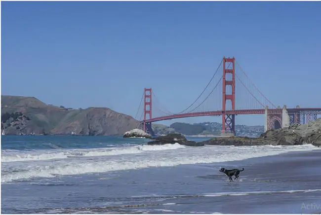 Executive recruitment near Alameda, California